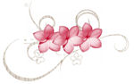 pinkflowers.jpg